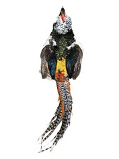 Lady Amherst Pheasant Skin