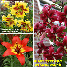 3 GIANT LILIES TREE HYBRID FRAGRANT COLLECTION TUBERS PERENNIAL SUMMER FLOWER
