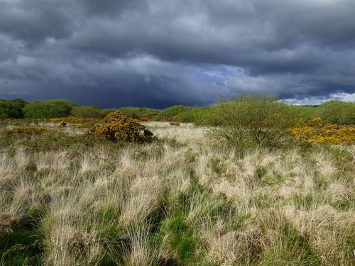 Photo 6x4 heathland crowan - photo,