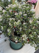 Matured Large Lucky Money Jade