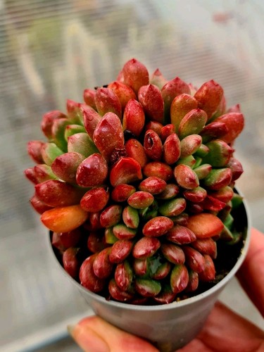 Sedeveria pink ruby - ruby, red