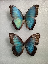 Morpho helenor Butterfly Set