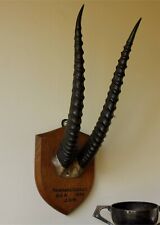 Antique Mounted Thomson's