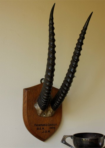 Antique mounted thomson - mounted, thomson's