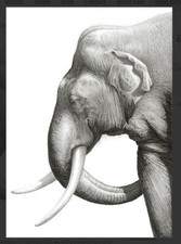 Gary Hodges "Old Tusker"