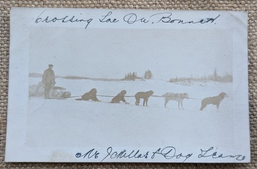 Husky dog sled mushing team - dog,