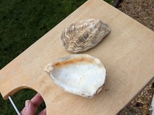 Pair Decorative Oyster Shells Clam Shells