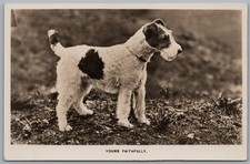 DOG - Animal Wire Fox Terrier