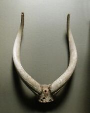 Antique Sitatunga Horn Cores