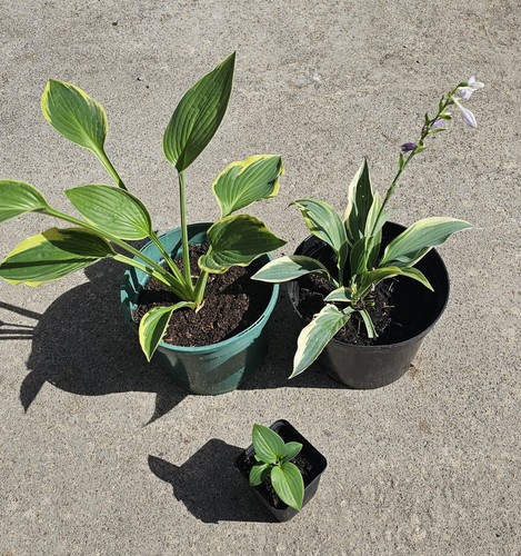 Hosta mixed perennial - 3,