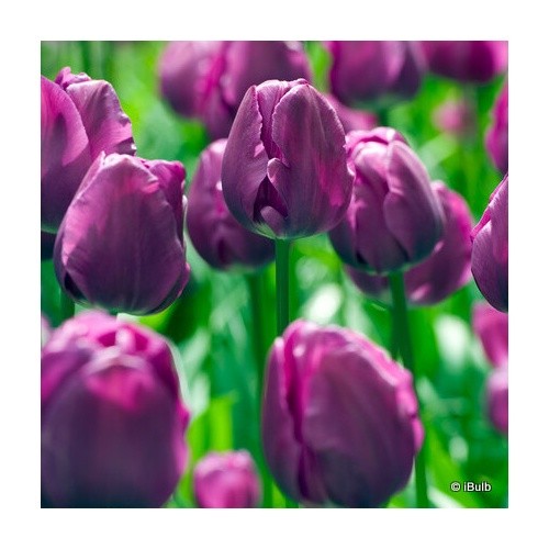 Tulip negrita bulbs free - tulip,