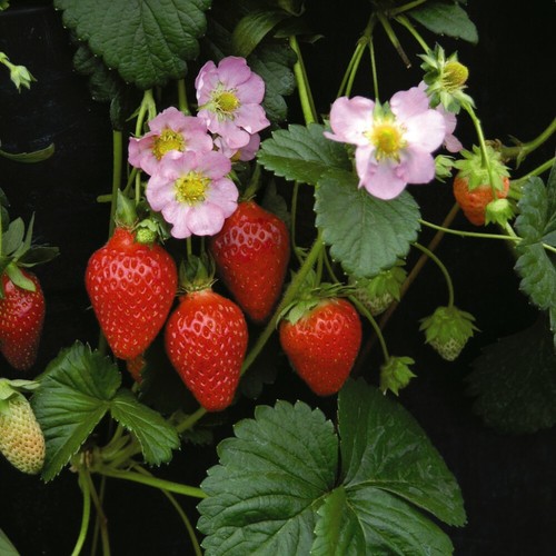 Thompson morgan strawberry - thompson,