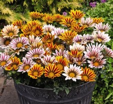 T&M Gazania Tiger Stripes