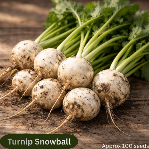Turnip snowball seeds 100 - ~100, –