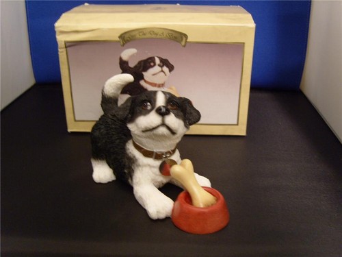 Border collie pup with bone - ,