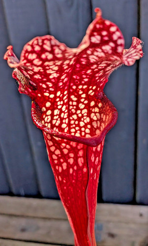 Sarracenia big windows - sarracenia,