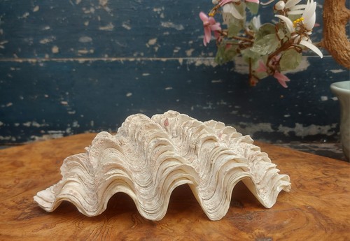 Natural vintage clam - clam, shell