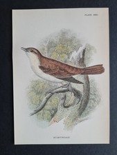 Antique (1894) print - Nightingale -  Birds - Ornithology