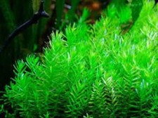 ROTALA ROTUNDIFOLIA TROPICAL