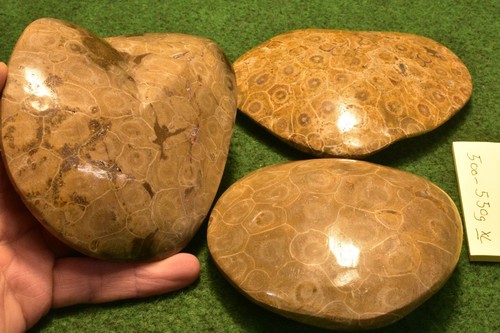 Fossil coral head polished - fossil,