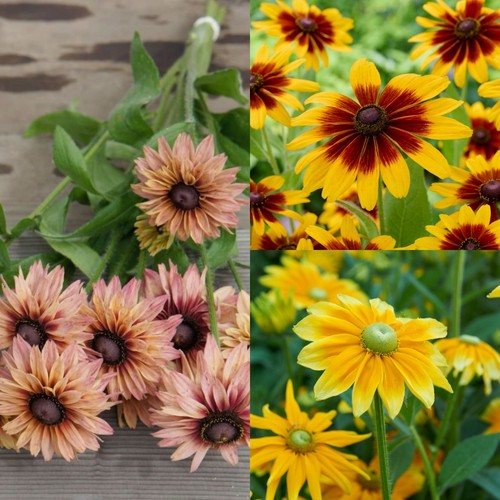 Rudbeckia seeds mix sahara - 50+,