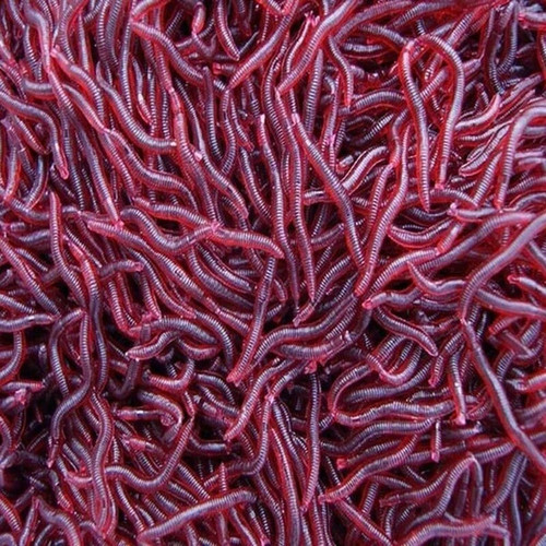 100pcs artificial bloodworms - 100pcs,