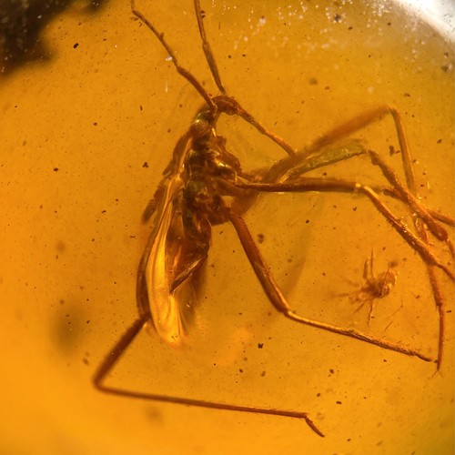 Unknown bug predatory - unknown,