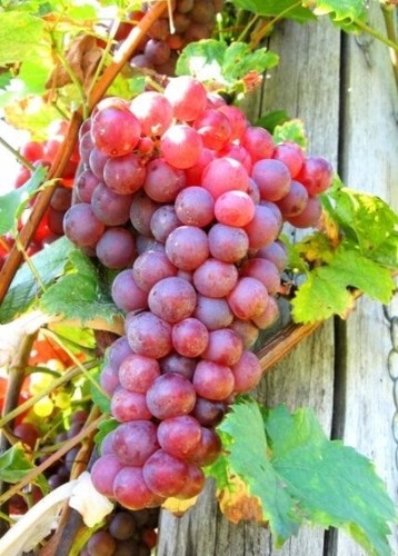 Red flame bunch grape vine - bunch,