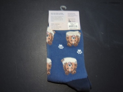Shetland sheepdog sheltie dog - shetland,