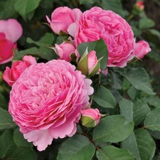 Rose 'Chris' Rose '