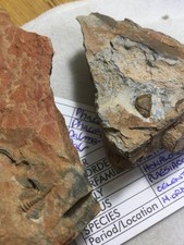 A pair of rare and unusual