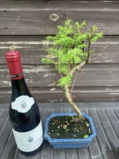 Bonsai Tree Dawn Redwood Large
