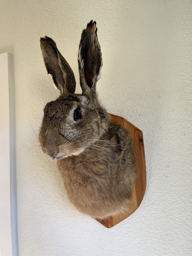 Taxidermy hares mask - taxidermy, is