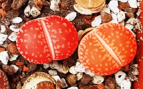 Lithops aucampiae euniceae