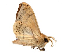 LEPIDOPTERA, SPHINGIDAE