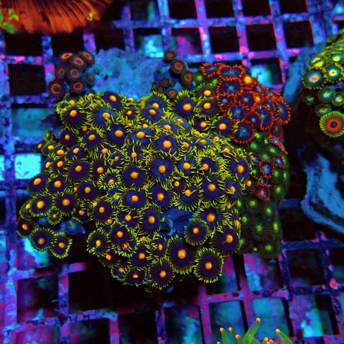 Wysiwyg zoas mix colony - wysiwyg,