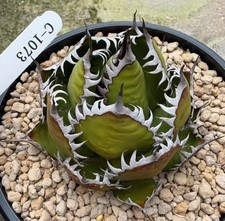 Sale agave horrida  WYSIWYG