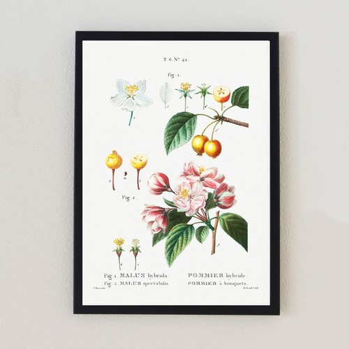 Botanical vintage flower - botanical,