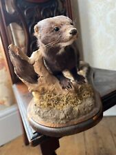 Taxidermy American Mink