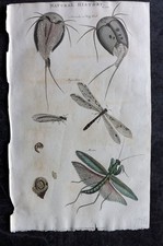 Good 1813 Hand Col Print. King Crab, Myrmeleon, Mantis 160