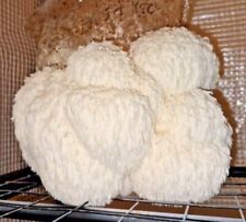 Lions Mane Fruiting Block (Large 1.8kg Grow Kit) *FREE SPRAY* Just Cut & Mist