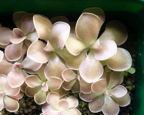 Pinguicula sethos - sethos,