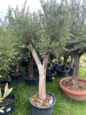 Mature Olive Tree (Not