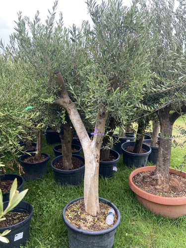 Mature olive tree not - mature,