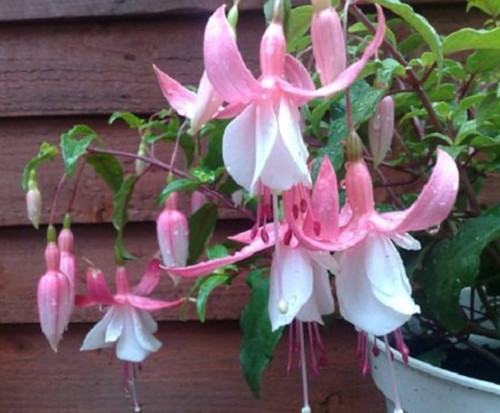 Fuchsia miss california - fuchsia,