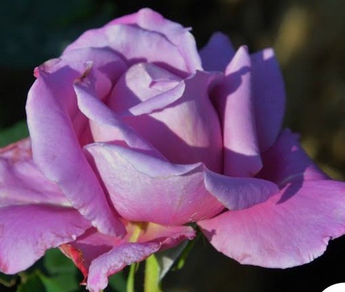 Fragrant waltz time hybrid - time,