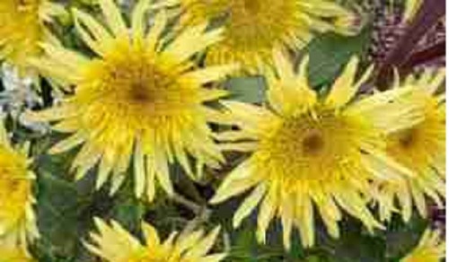 Sunflowers mini plug - 10,