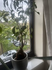 Ficus Tree Plant Large Real Plant In Pot Indoor Home Office Decor Home Decor UK