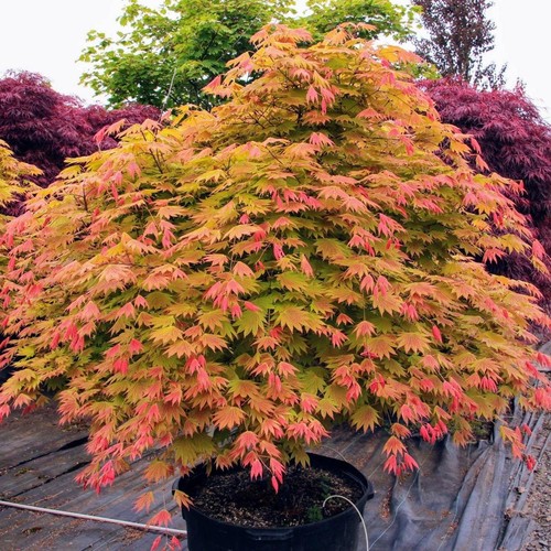 Giant moon grafted japanese - grafted,