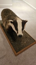Taxidermy Badger